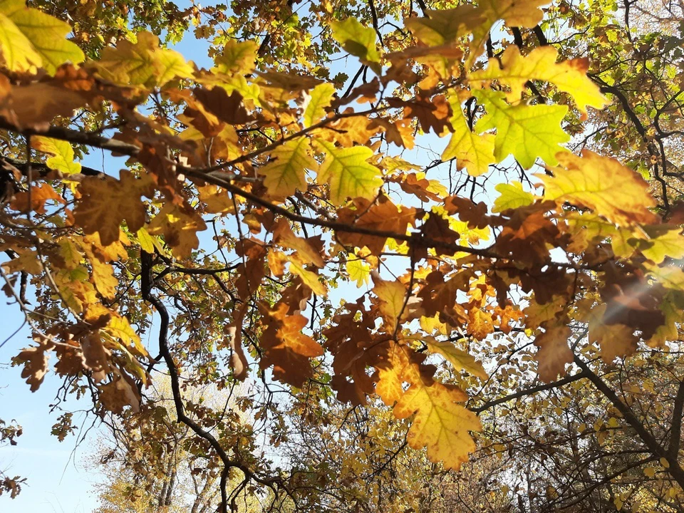 В лес можно выезжать уже сегодня.