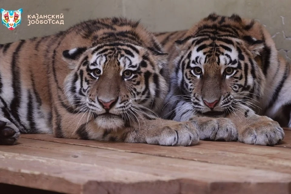 Амурские тигры Басур и Саяна.