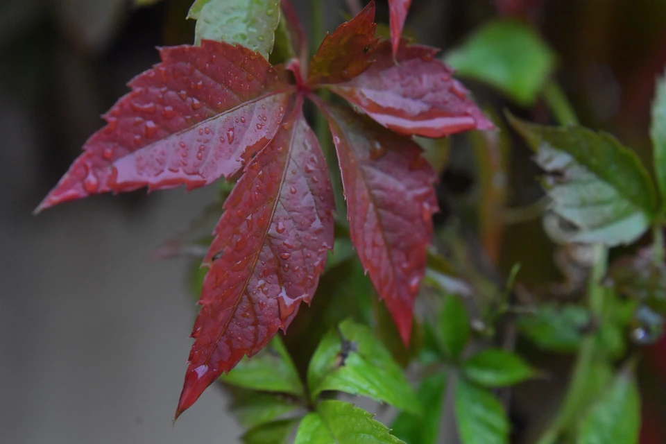 Климатическая технология необходима для повышения урожайности