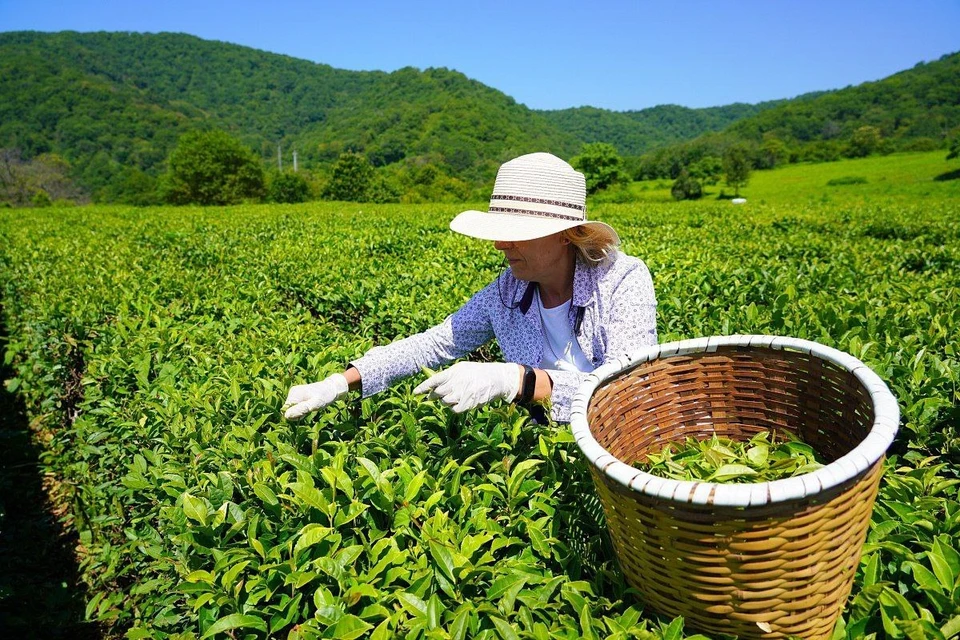 Сбор чайного листа. Фото: t.me/officialsochi