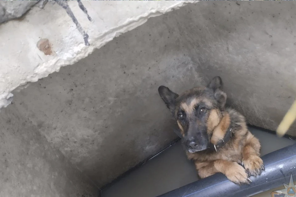 Песель угодил в беду во время прогулки. Фото: t.me/acclenobl