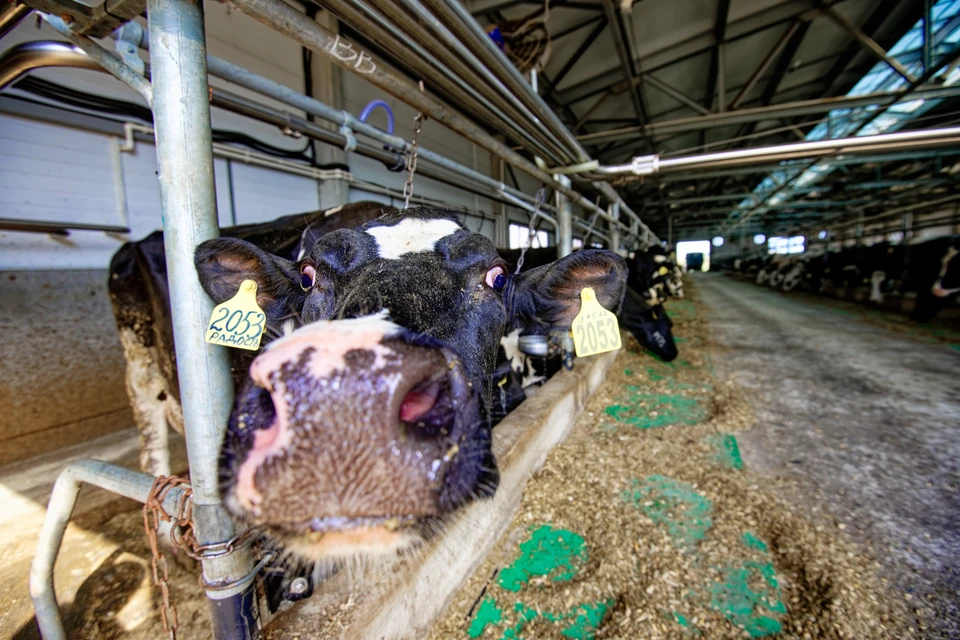 Аграрный бум на Кубани.