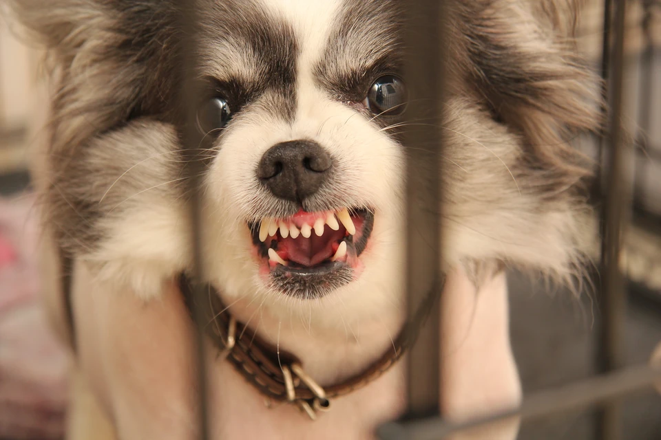 Случай бешенства обнаружили в частном секторе