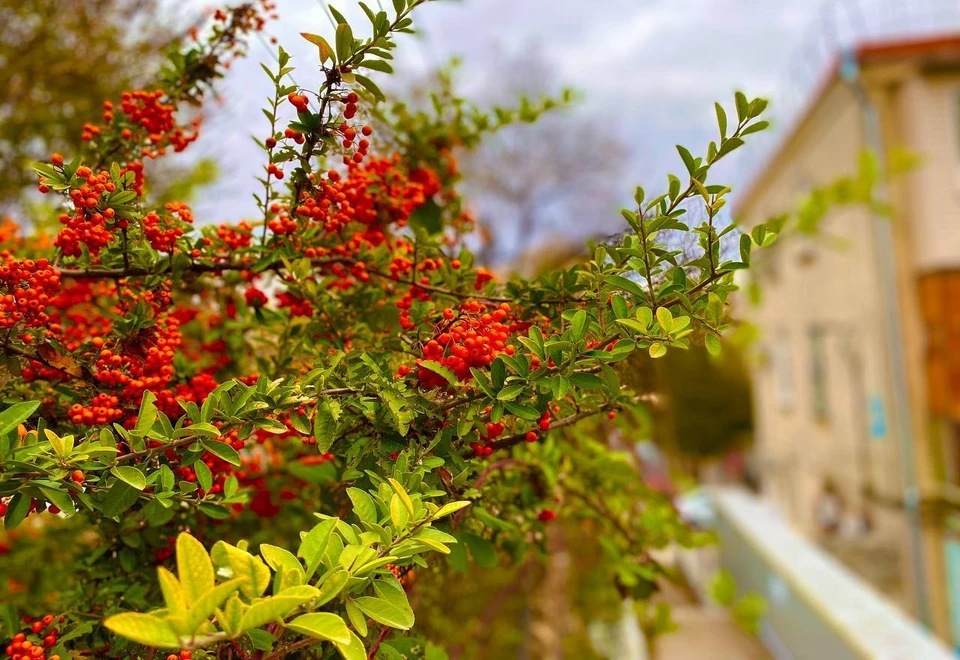 Осень снова отступила