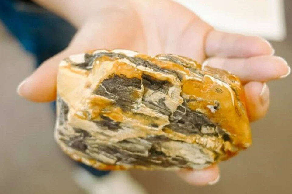 Выставка откроется в Музее естественной истории Казанского Кремля 23 октября. Фото: музей-заповедник «Казанский Кремль»