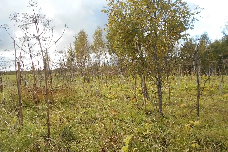 26 гектаров заброшенной земли. Фото: Управление Россельхознадзора по Тверской и Ярославской областям.