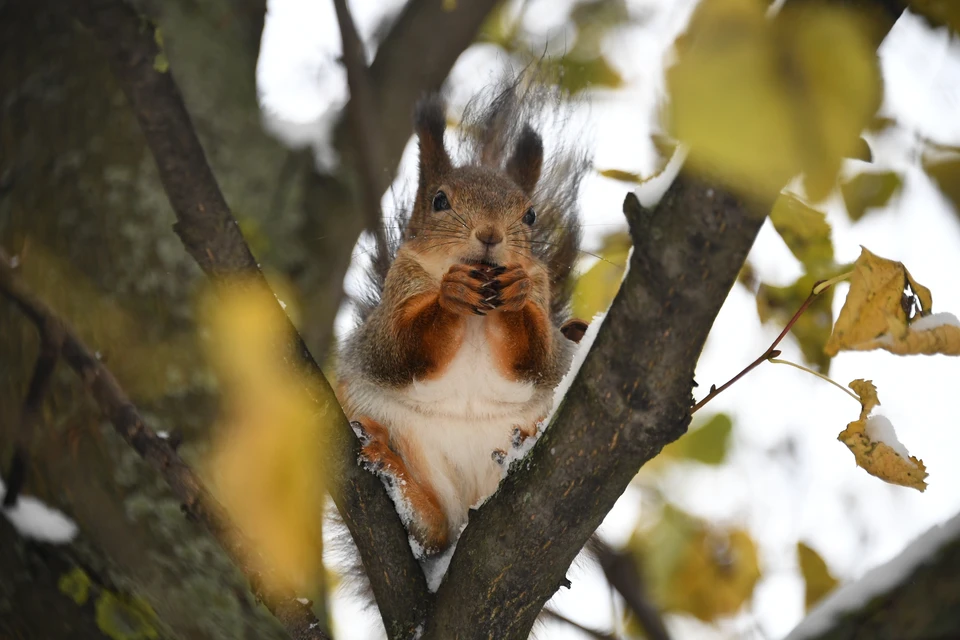 В Новосибирске потеплеет до +9 градусов.
