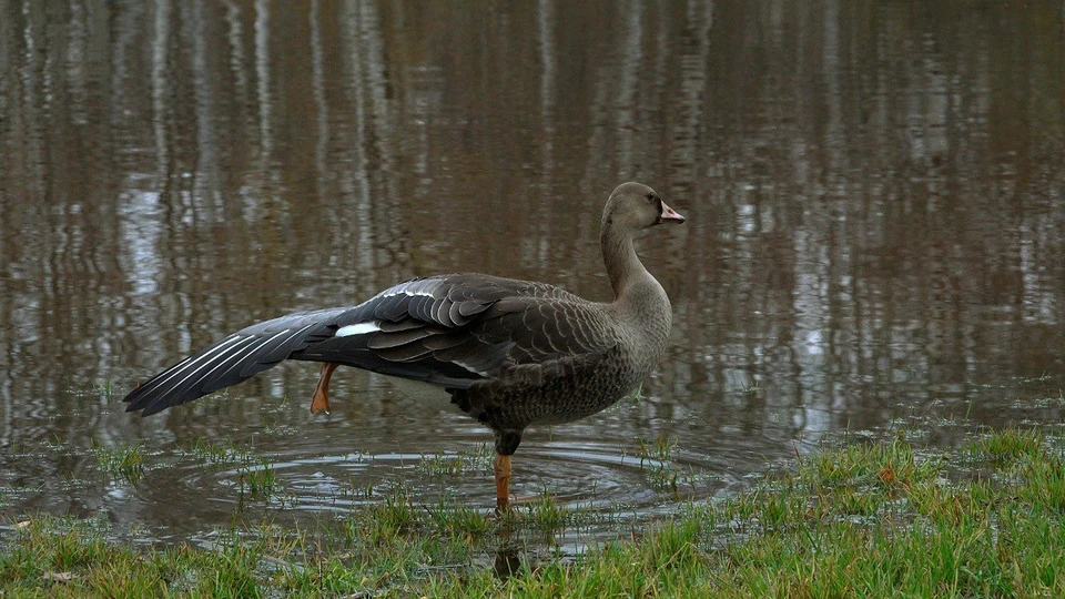 Подкармливать гуся не надо, сейчас у него достаточно корма. Фото: t.me/kazdoytvaripopare