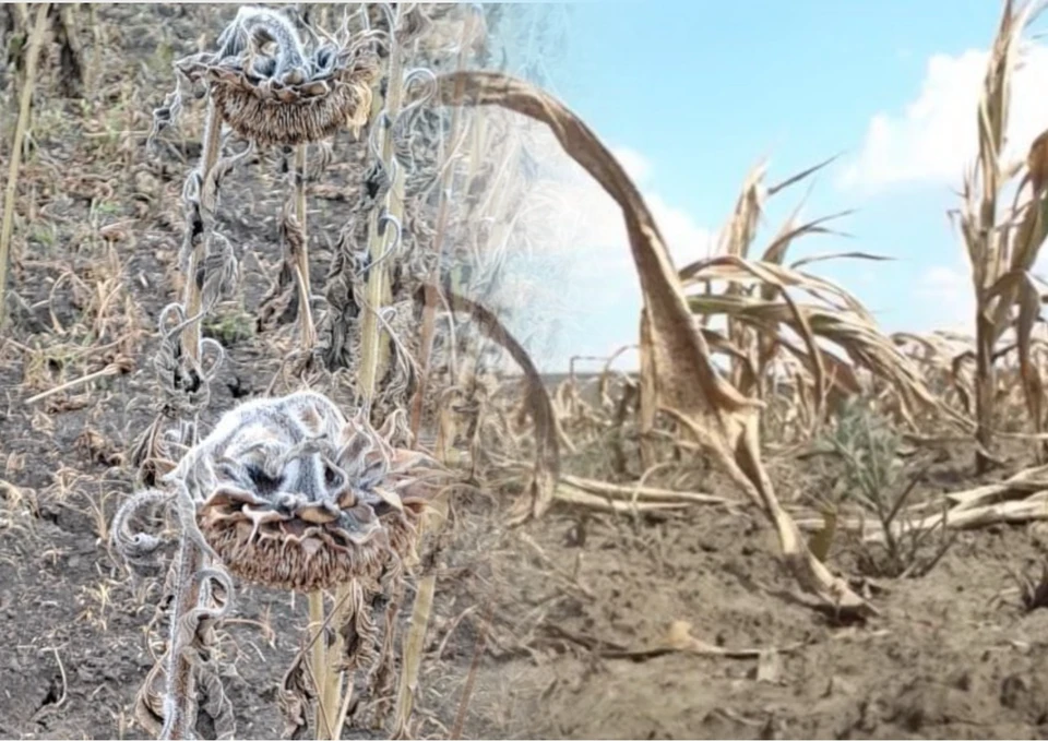 В Молдове засуха уничтожила десятки тысяч гектаров посевов. Фото: коллаж КП