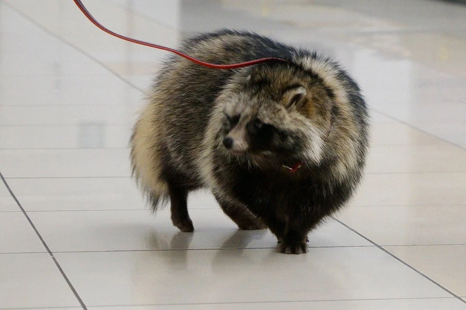 Спасенное в Новосибирске животное оказалось щенком-девочкой.