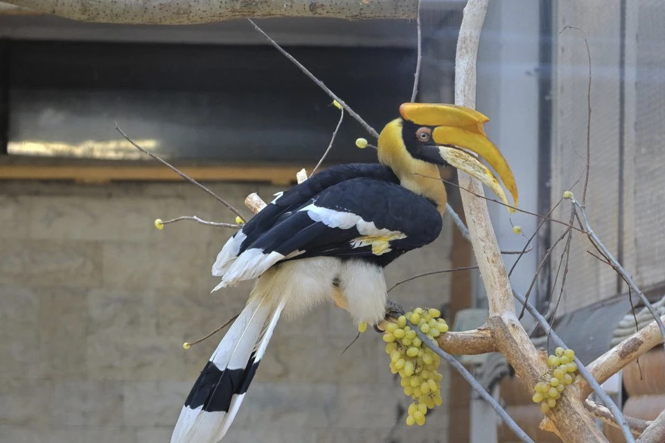 Птица-путешественница Шанти. Фото: пресс-служба Ленинградского зоопарка