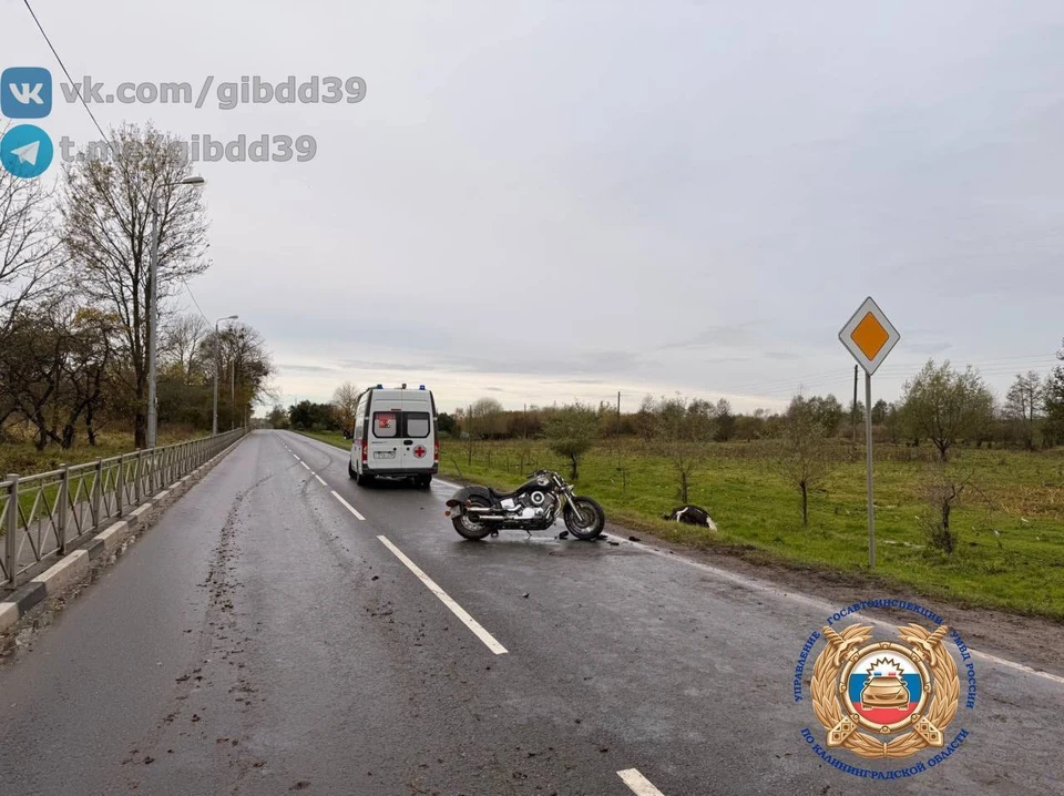 У мотоциклиста и коровы не получилось поделить дорогу.