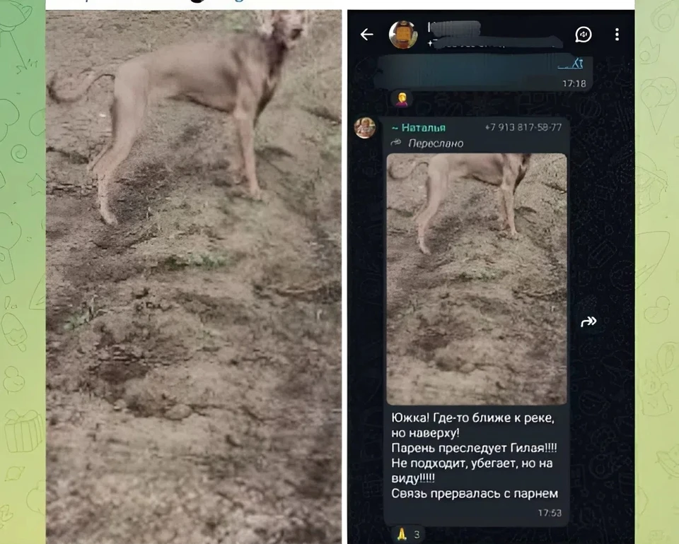 Фото: «Гилай, найдись! Ориентировки и поиск» / Телеграм