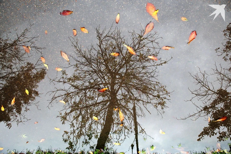 Синоптик Дмитрий Рябов сказал, какой будет погода в Беларуси в последнюю неделю октября. Снимок носит иллюстративный характер.