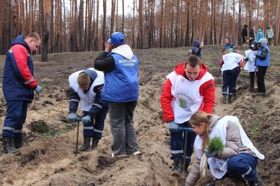 В ЛНР вложили 16 миллионов рублей в сохранение лесов