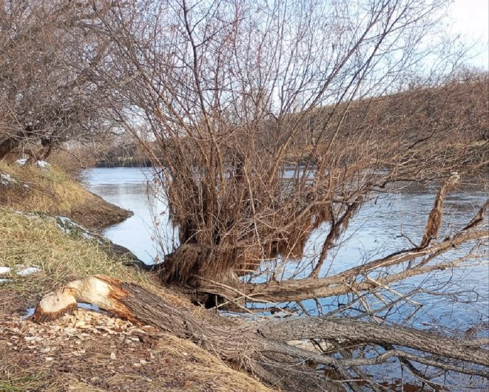 Фото: телеграм-канал «Рыбалка в Омске»