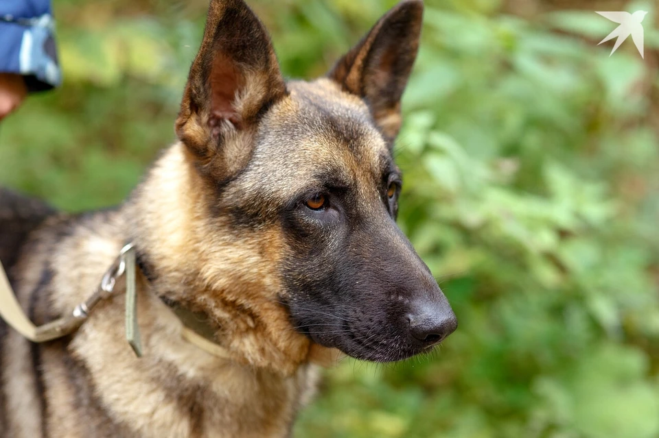 Конфликт был разрешен через мировое соглашение