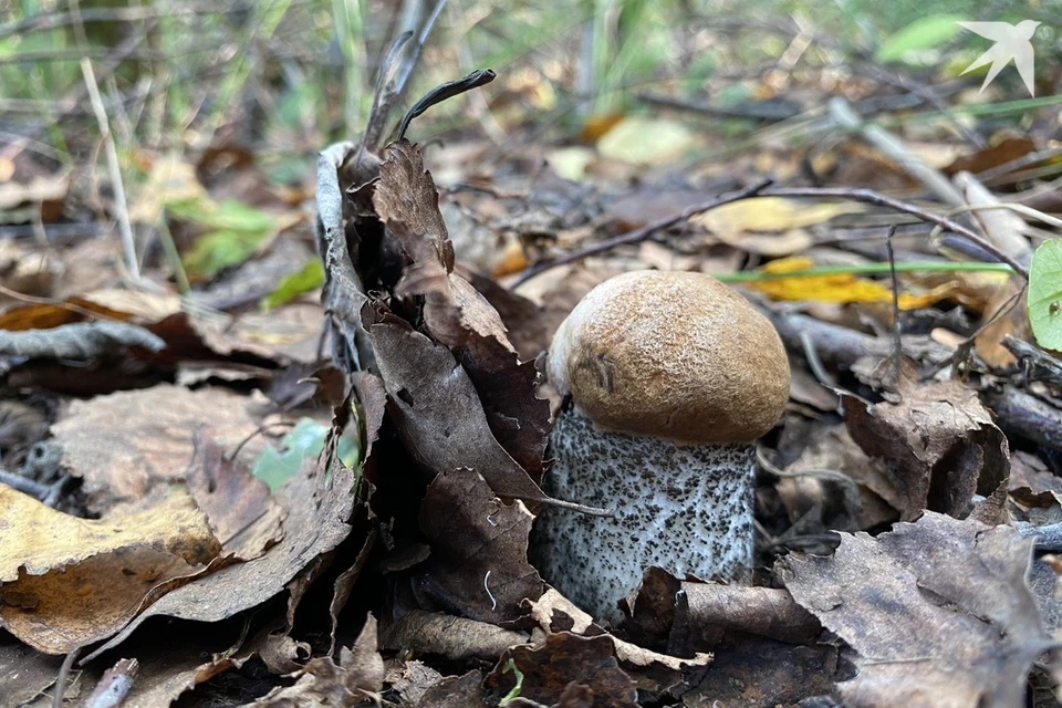 Узнали приметы и запреты на 28 октября, когда отмечают Ефимов день. Снимок носит иллюстративный характер. Фото: архив «КП»