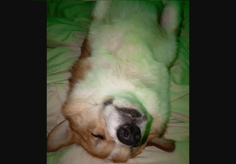 Боня отдыхает дома. Фото предоставлено хозяйкой собаки Ириной Мустафиной