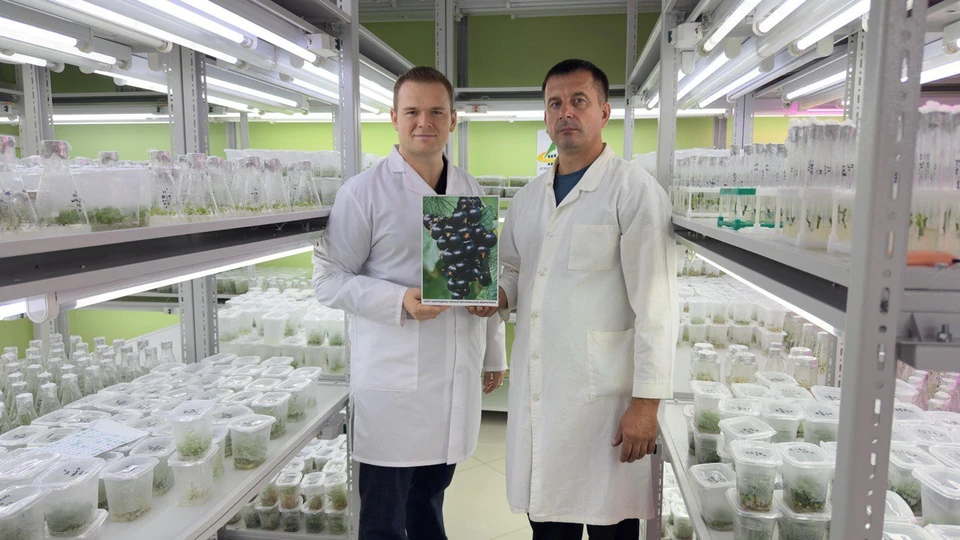 Исполнительный директор НПЦ Агропищепром Колесников Сергей Александрович, зам директора по инновационным технологиям НПЦ «Агропищепром» Брыксин Дмитрий Михайлович с сортом смородина черная Мичуринская жемчужина.