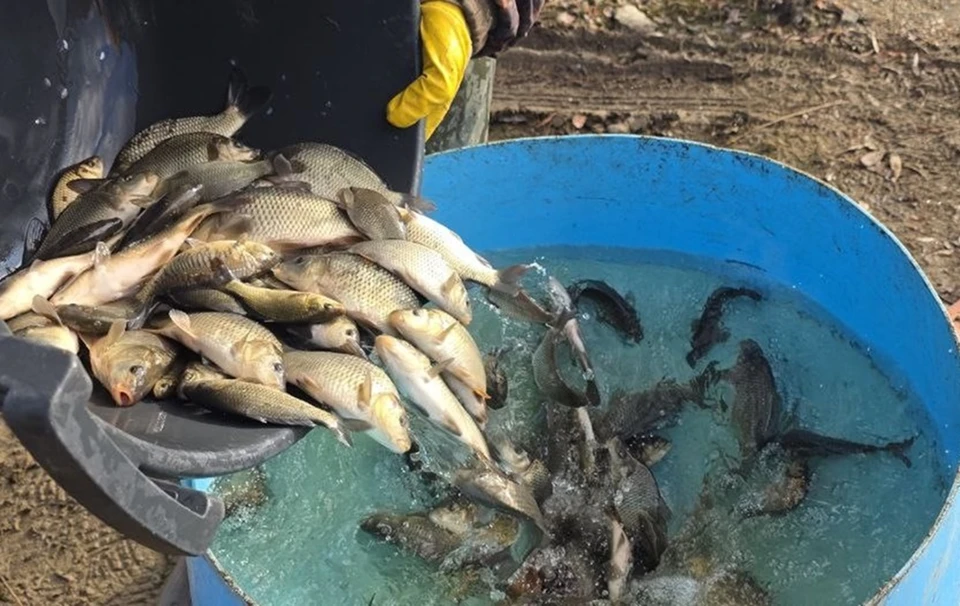 24 тысячи мальков сазана выпустили в водоемы. Фото: департамент информационной политики Свердловской области