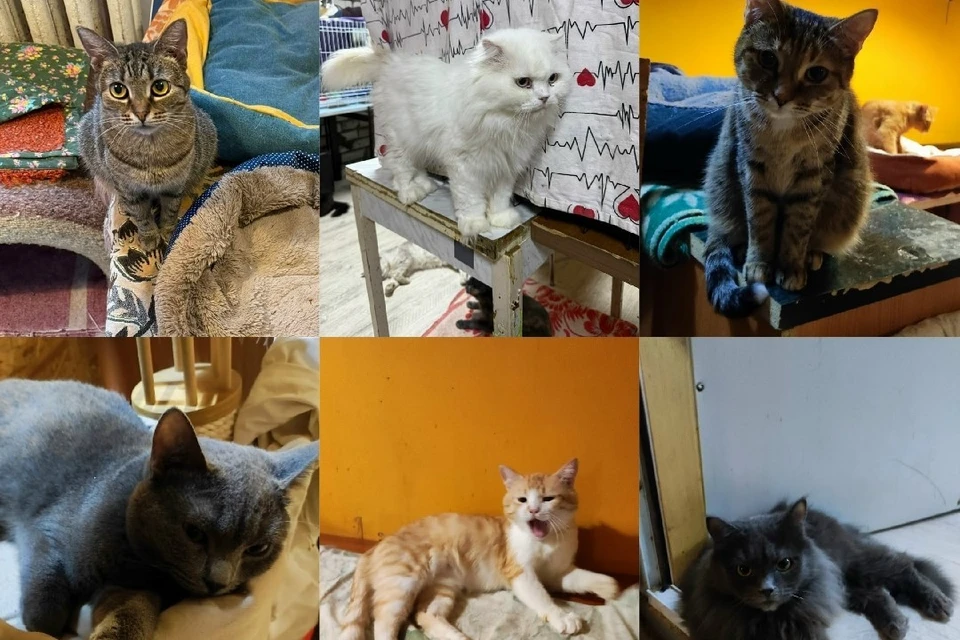 120 пушистых питомцев приюта ищут новый дом. Фото: паблик «Спасенные, чтобы ЖИТЬ».
