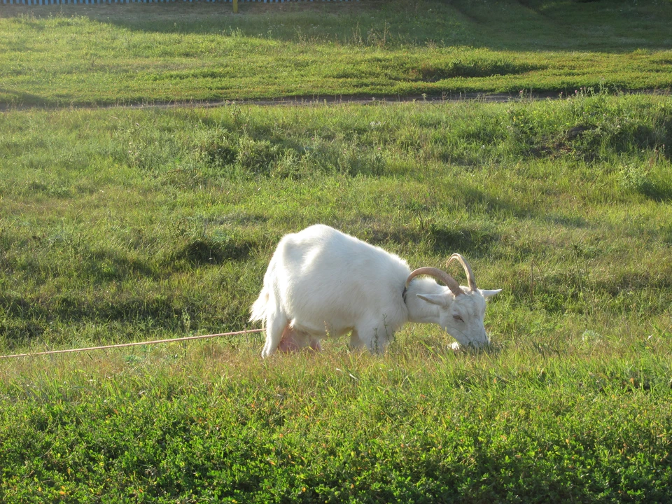 Фото Елены Федяшевой