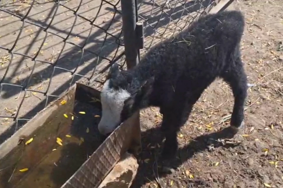 Як, получивший имя Нильсон, есть с аппетитом и радует всех своей непосредственностью. Фото: минприроды Херсонской области