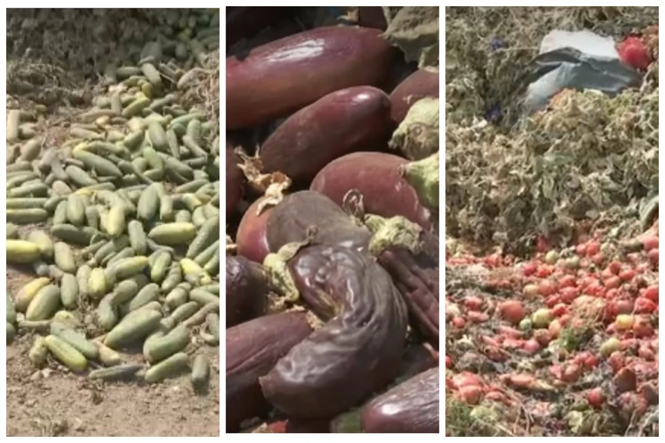 Молдавские овощи гниют на полях. Фото: коллаж КП