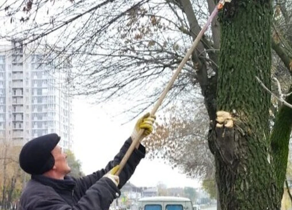 На Робеспьера и Нариманова в Ульяновске подрезали деревья. ФОТО: тг-канал Центра по благоустройству и озеленению Ульяновска