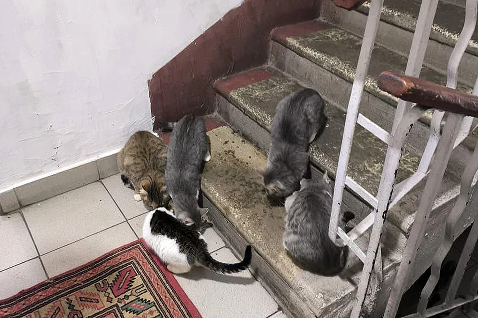 Пять кошек выбрались из квартиры. Фото предоставлено жильцами дома