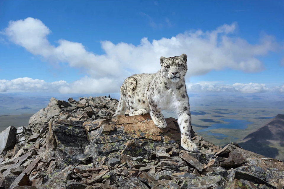 Лучшее фото ирбиса в мире сделано во время добровольческой экспедиции «По следам снежного барса». Ассоциация поддерживает и ее. Фото Вячеслав ЗАМЕТНЯ.