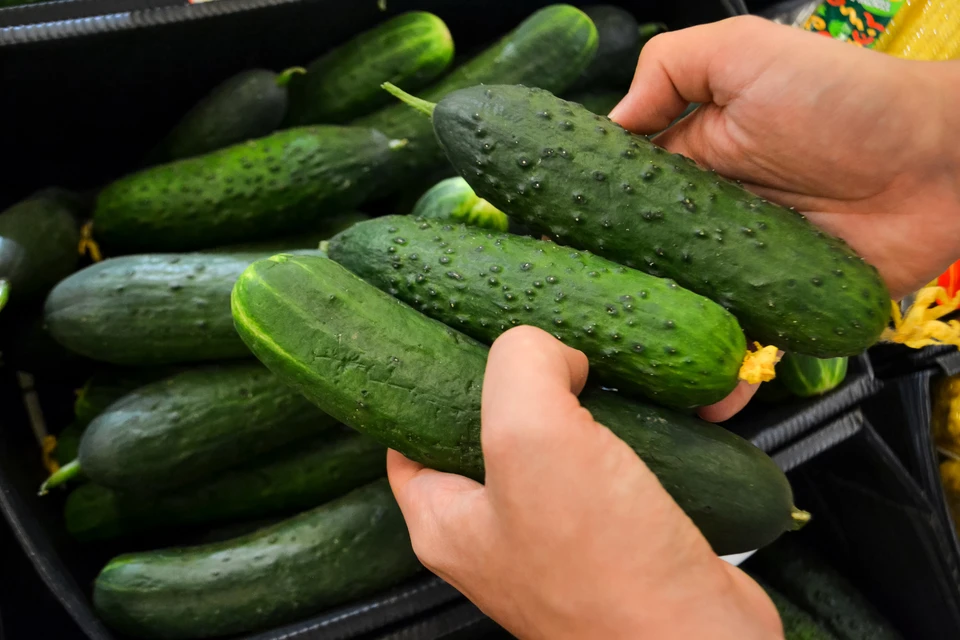 Опасное количество нитратов нашли в огурцах в Магаданской области