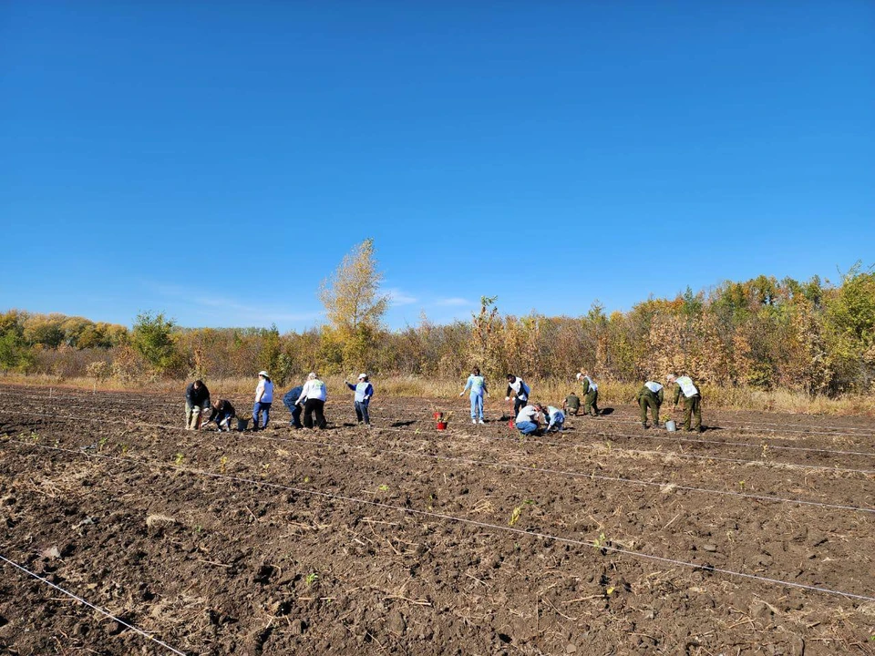 Центральное мероприятие акции запланировано на 1 ноября в Оренбургском районе.