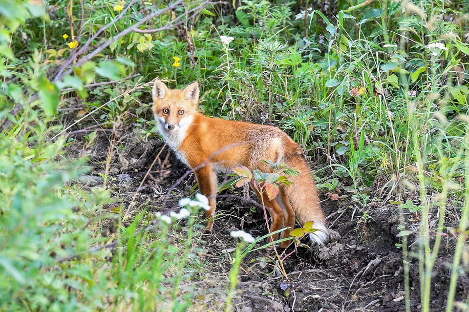 Бешенство лисы подтвердилось лабораторными исследованиями