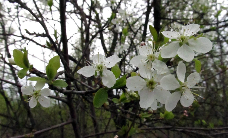 Тульского предпринимателя оштрафовали за продажу саженцев неизвестных сортов.