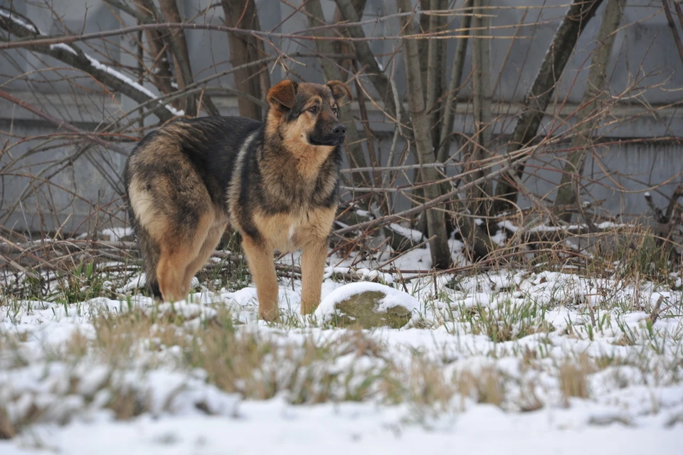 Зоозащитники будут контролировать реализацию закона об обращении с животными без хозяев в Новосибирской области.