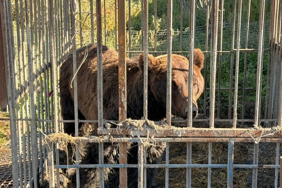 Изъятых из Дагестана медведей привезли в ленинградский хоспис. Фото: Росприроднадзор