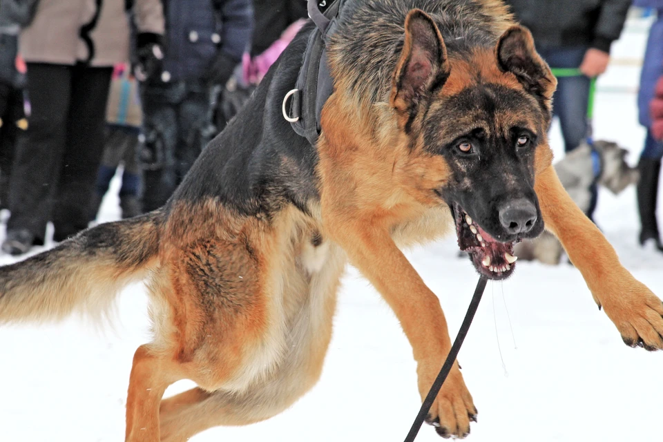 Инцидент с нападением собаки произошел в декабре 2024 года.