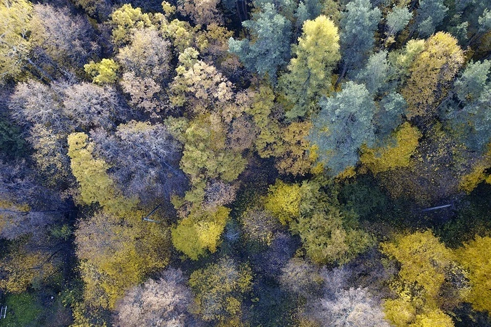 Особый противопожарный режим отменен в ЕАО