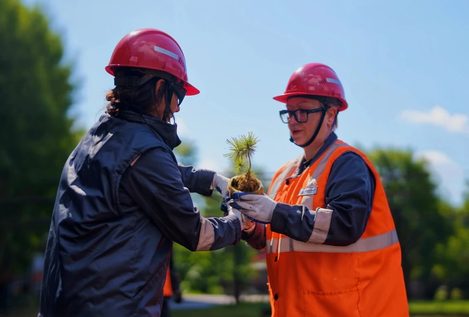 Высажены молодые саженцы сосны обыкновенной, дуба красного и дуба черешчатого