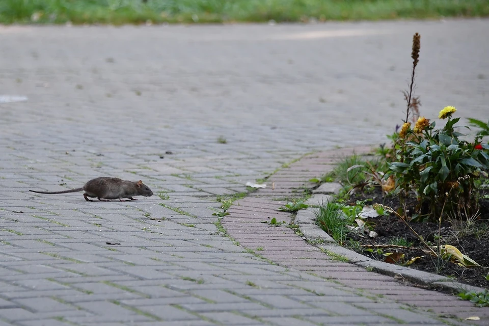 Жители жалуются на аналогичные проблемы на других улицах.