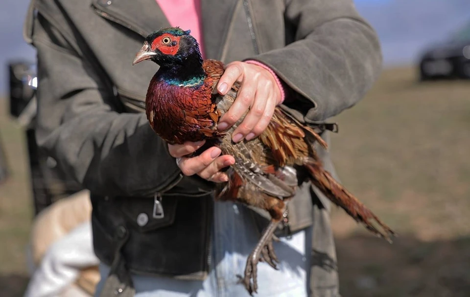Следующей весной перезимовавшие птицы дадут потомство. Фото: Крымская газета