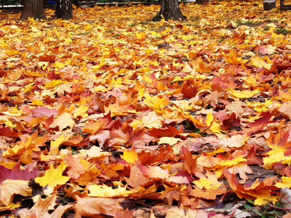 Синоптики предсказали промозглую субботу в регионе.