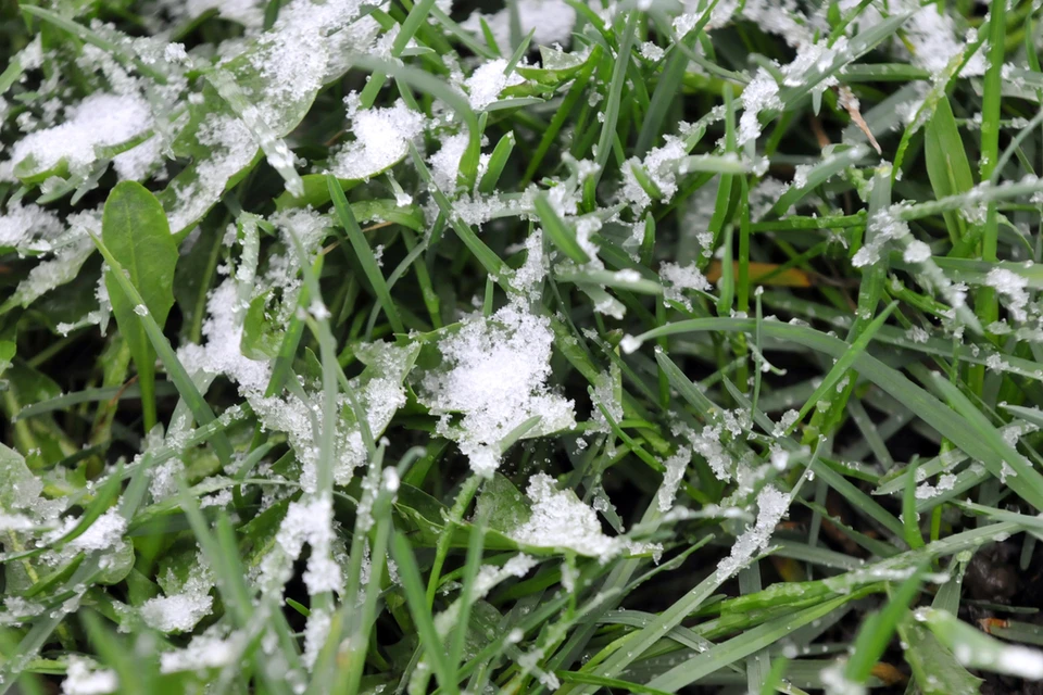 Режим ЧС ввели в Искитимском районе из-за оставшегося под снегом урожая.