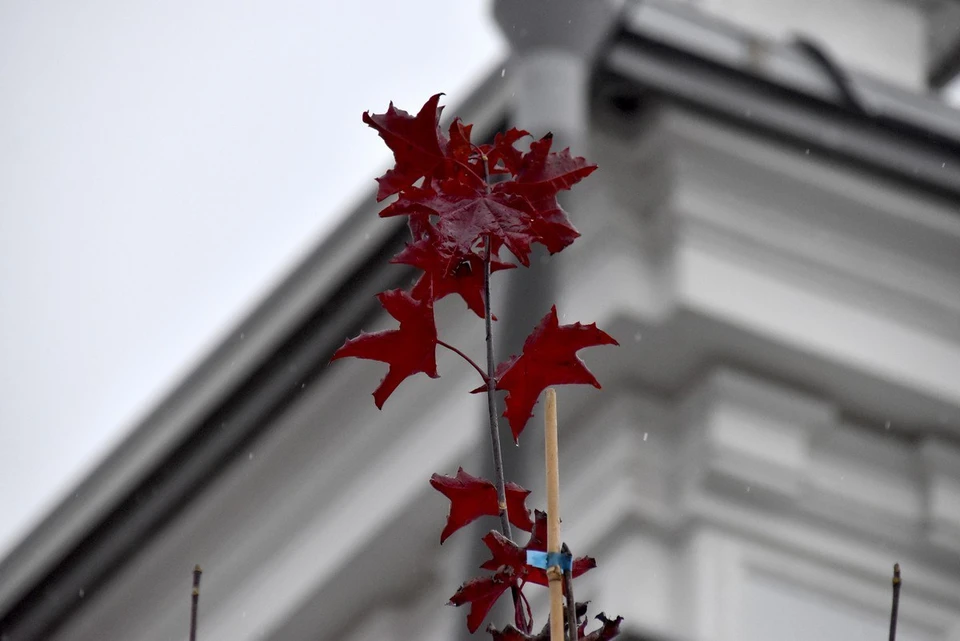 С обеих сторон улицы Ленина высадили 62 остролистных клена.