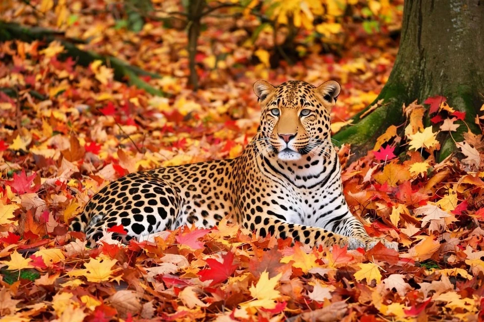 «Земля леопарда» – не только ключевая природоохранная территория для сохранения редких кошек, но и настоящий ботанический заповедник. Фото: нейросеть GigaChat