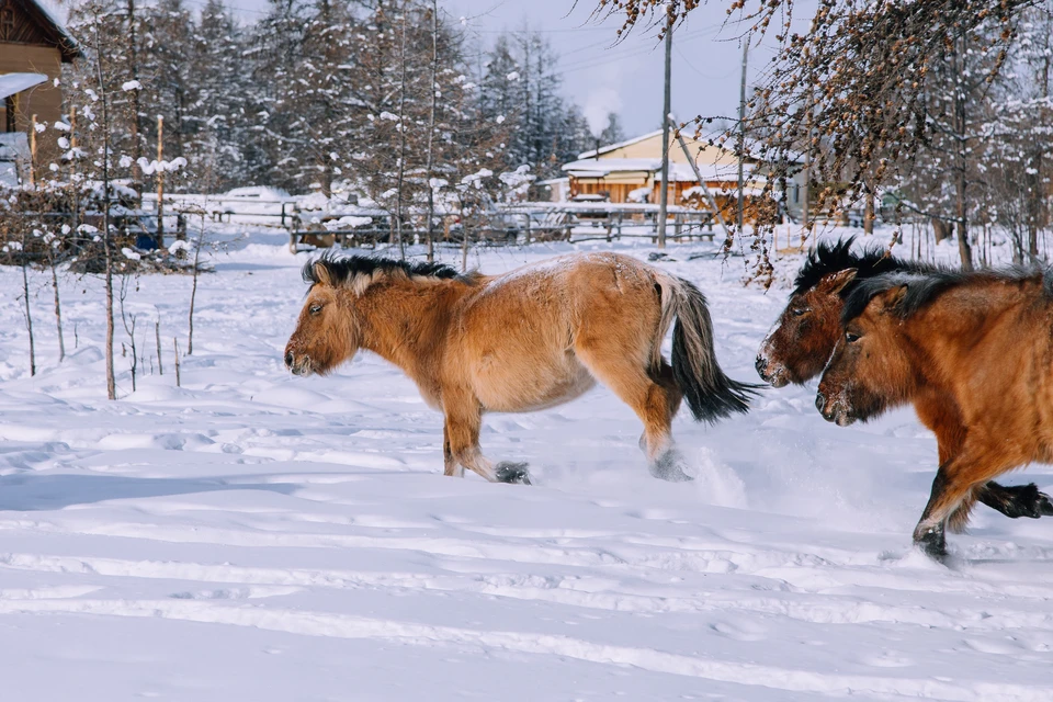 Снегопады и морозы ожидаются в Ленском и Колымо-Индигирском регионах Якутии