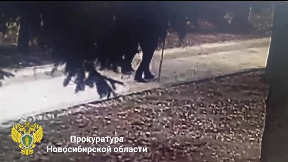 Прокуратура показала момент падения дерева на пожилую пару в Новосибирске. Фото: пресс-служба прокуратуры Новосибирской области
