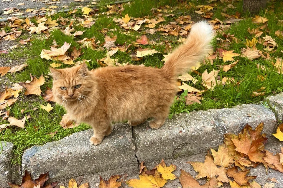 В ноябре без зонта выходить из дома не стоит.